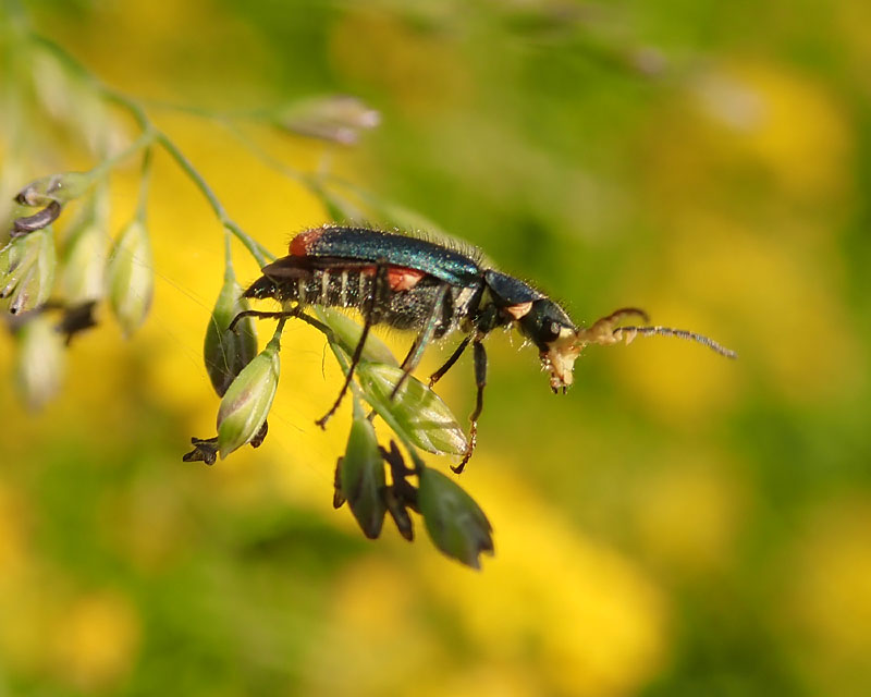 Malachidae: Malachius australis, maschio